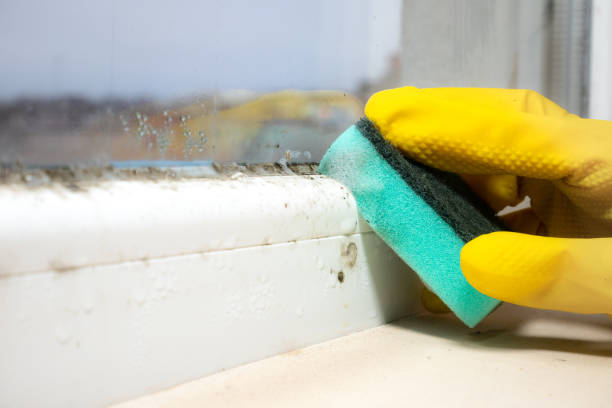 Best Local Mold Removal Service  in Kemmerer, WY