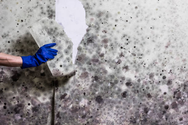 Best Mold Remediation  in Kemmerer, WY